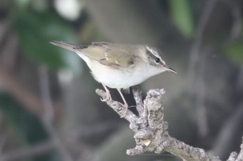 Sakhalin Leaf Warbler Unknown Spots Wed, 5/1/2019