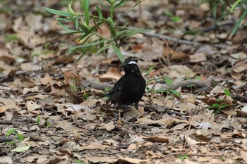 2019年5月6日(月) 大阪城公園の野鳥観察記録