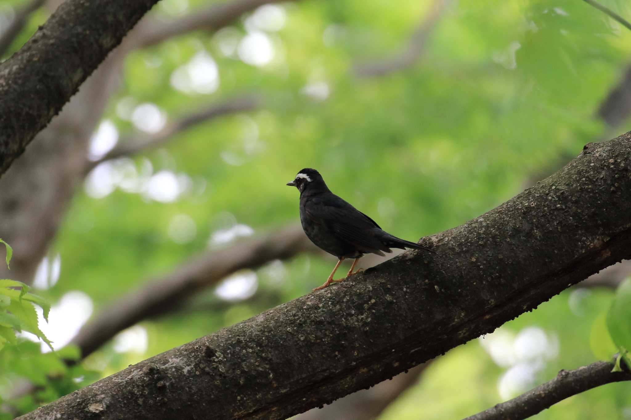 大阪城公園 マミジロの写真 by 明石のおやじ