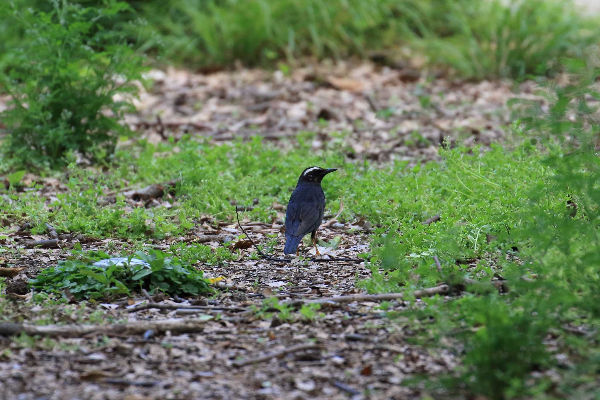 大阪城公園 マミジロの写真 by 明石のおやじ