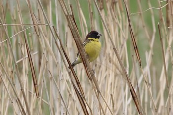 Yellow-breasted Bunting Unknown Spots Sun, 4/28/2019