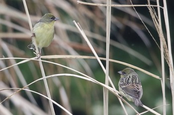 Yellow Bunting Unknown Spots Mon, 4/29/2019