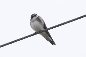 Sand Martin Unknown Spots Mon, 4/29/2019