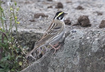 Yellow-browed Bunting Unknown Spots Mon, 4/29/2019
