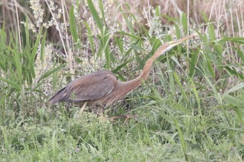 ムラサキサギ 場所が不明 2019年4月30日(火)