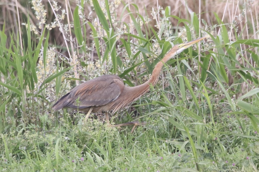 Photo of Purple Heron at  by 1t（改）