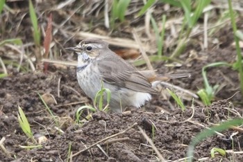 Bluethroat Unknown Spots Tue, 4/30/2019