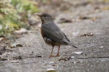 Grey-backed Thrush Unknown Spots Tue, 4/30/2019