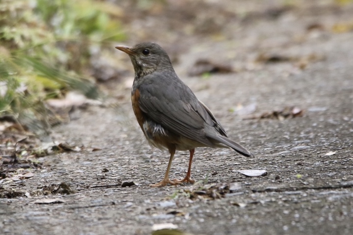 Photo of Grey-backed Thrush at  by 1t（改）