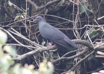 カラスバト 場所が不明 2019年5月2日(木)