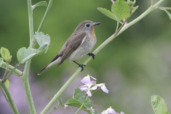 Taiga Flycatcher Unknown Spots Thu, 5/2/2019