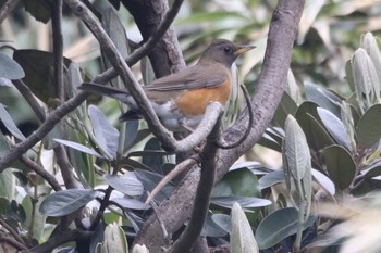 Brown-headed Thrush Unknown Spots Tue, 4/30/2019