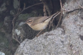 Dusky Warbler Unknown Spots Thu, 5/2/2019