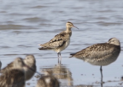 Photo of Little Curlew at  by 1t（改）