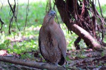 ズグロミゾゴイ 大安森林公園 2019年5月3日(金)