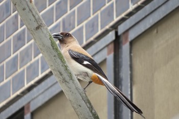 タイワンオナガ 大安森林公園 2019年5月3日(金)