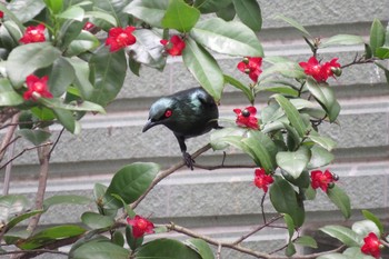 2019年5月3日(金) 大安森林公園の野鳥観察記録