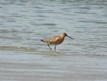 Bar-tailed Godwit Fujimae Tidal Flat Mon, 5/6/2019