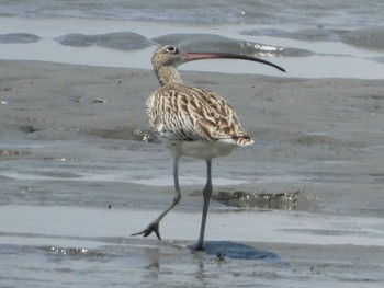 Eurasian Curlew Fujimae Tidal Flat Mon, 5/6/2019