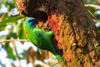 Taiwan Barbet 大安森林公園 Sun, 5/5/2019