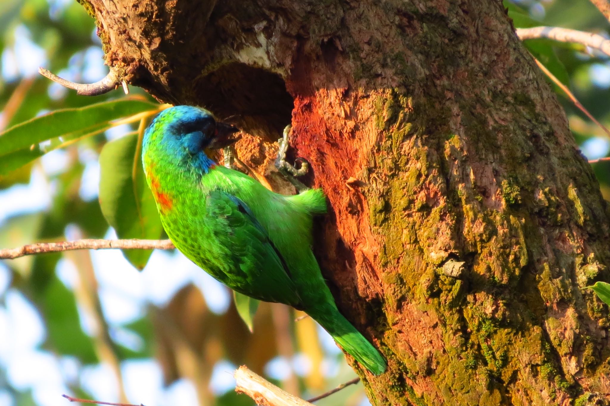 Photo of Taiwan Barbet at 大安森林公園 by あやぱに