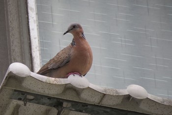 カノコバト 大安森林公園 2019年5月3日(金)