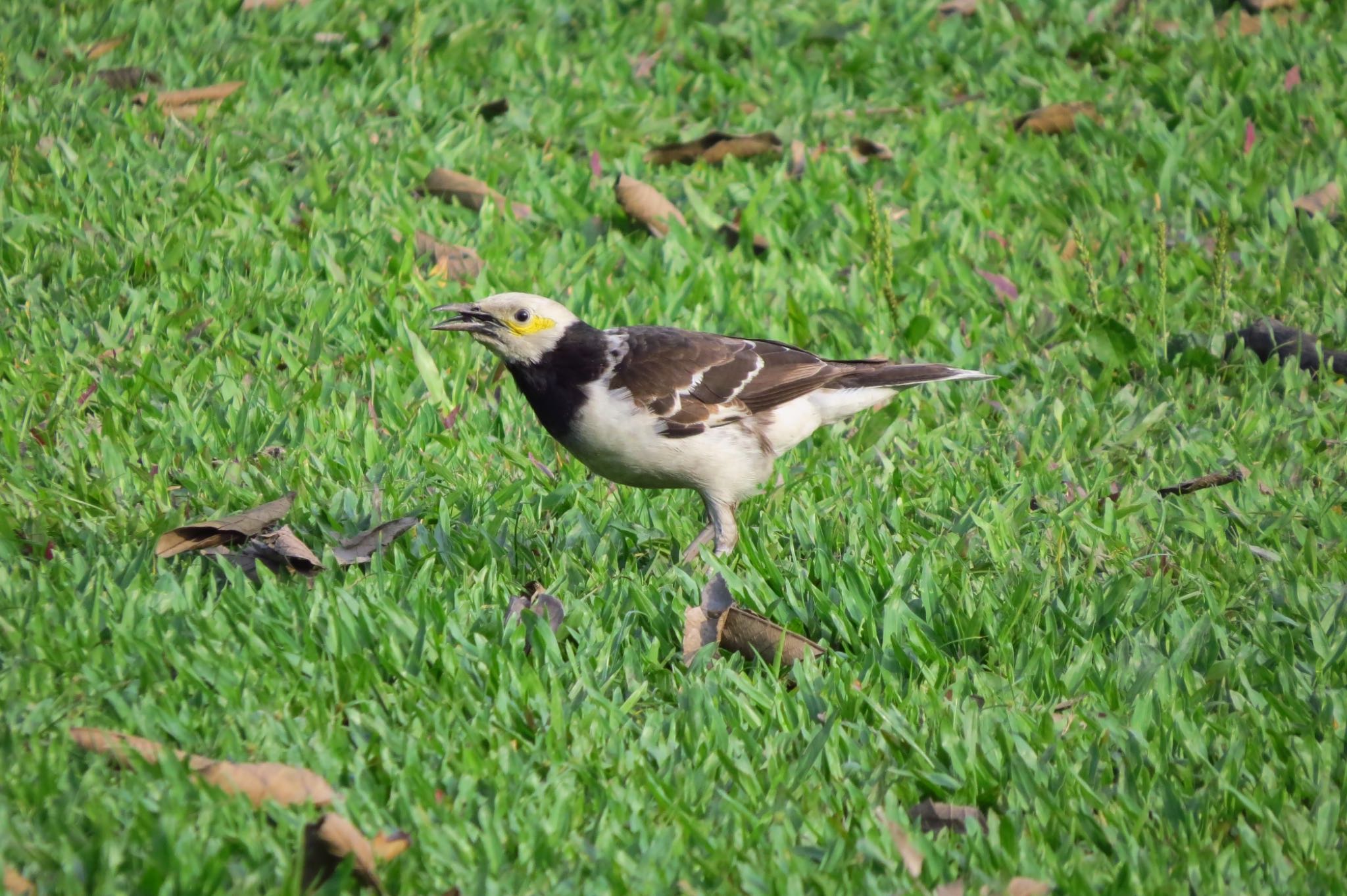 Photo of Black-collared Starling at 大安森林公園 by あやぱに