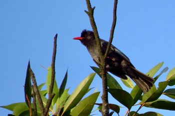 クロヒヨドリ 大安森林公園 2019年5月5日(日)