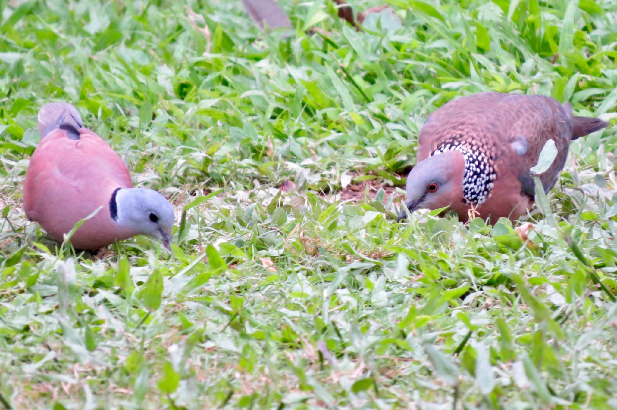 Photo of Red Collared Dove at 大安森林公園 by あやぱに