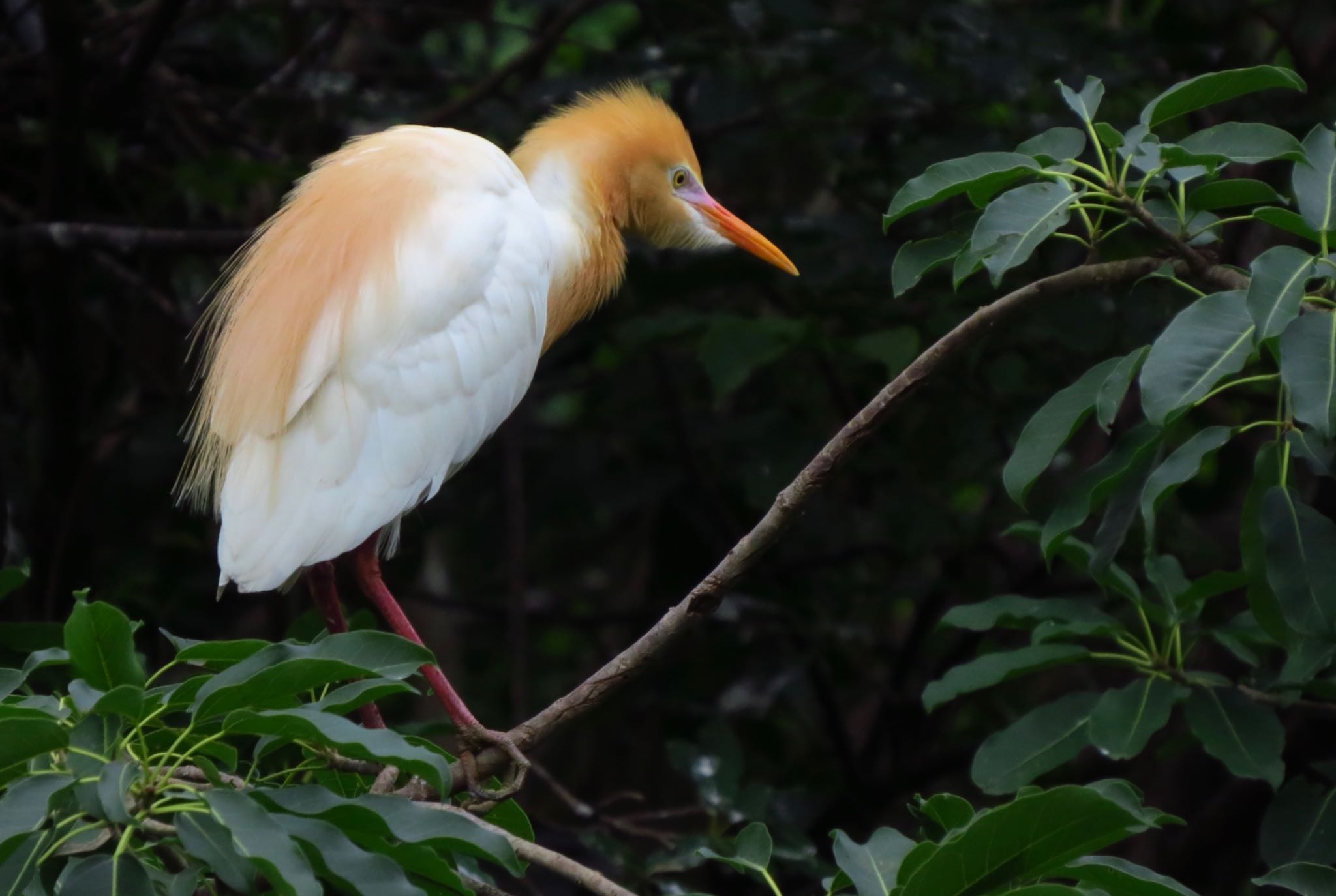 Photo of Eastern Cattle Egret at 大安森林公園 by あやぱに