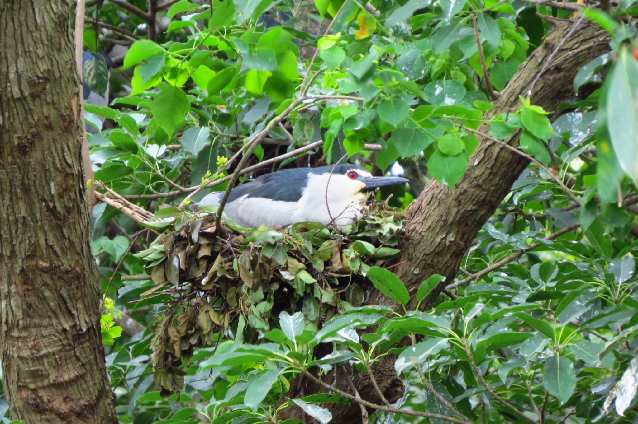 Photo of Black-crowned Night Heron at 大安森林公園 by あやぱに