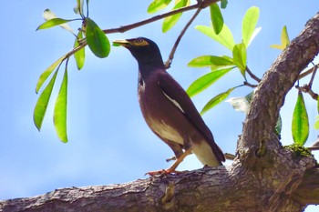 インドハッカ 大安森林公園 2019年5月3日(金)