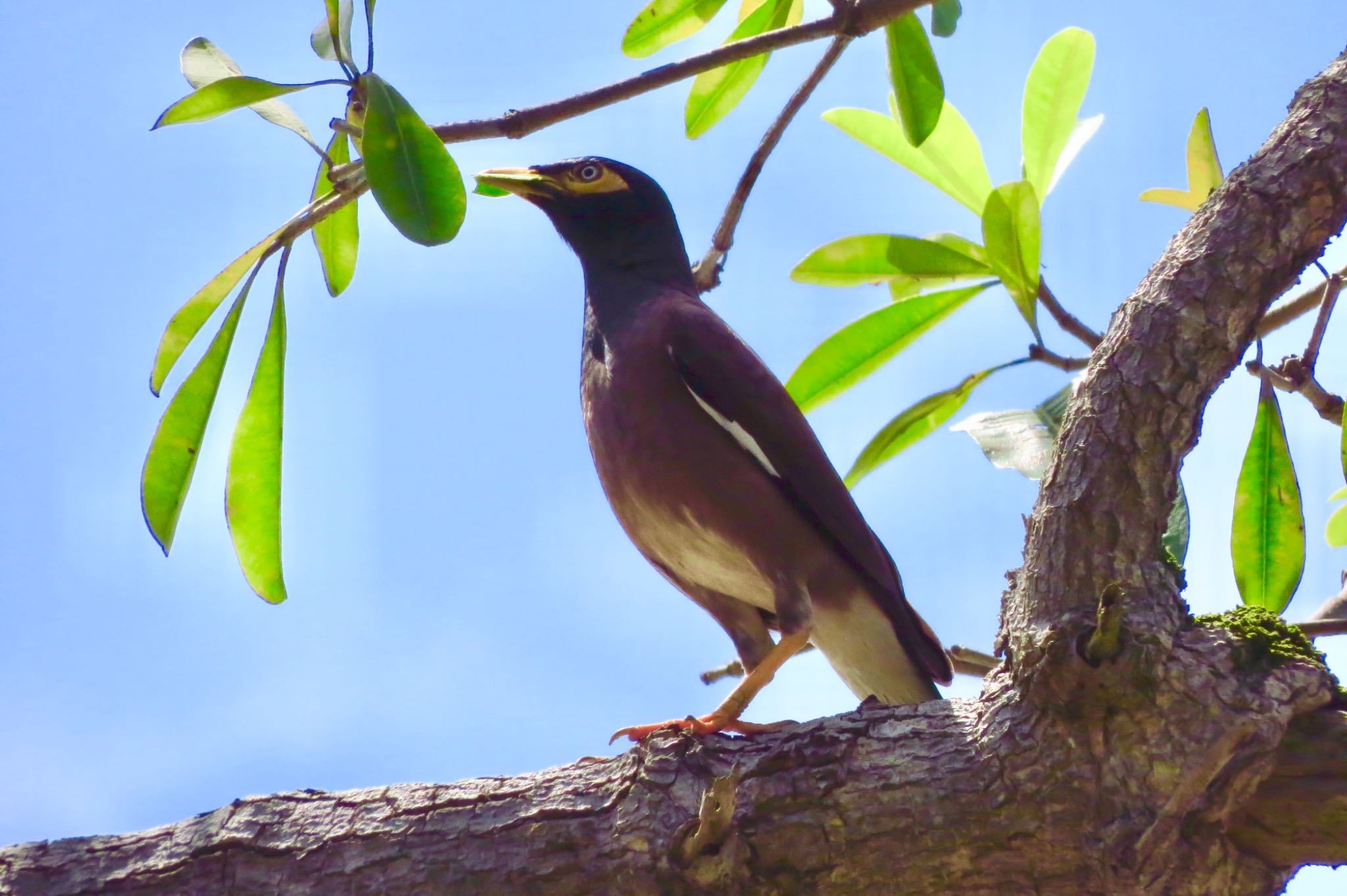 Photo of Common Myna at 大安森林公園 by あやぱに