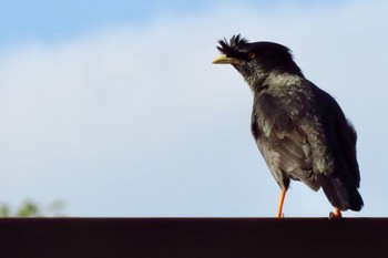 Crested Myna 台北市立動物園 Fri, 5/3/2019