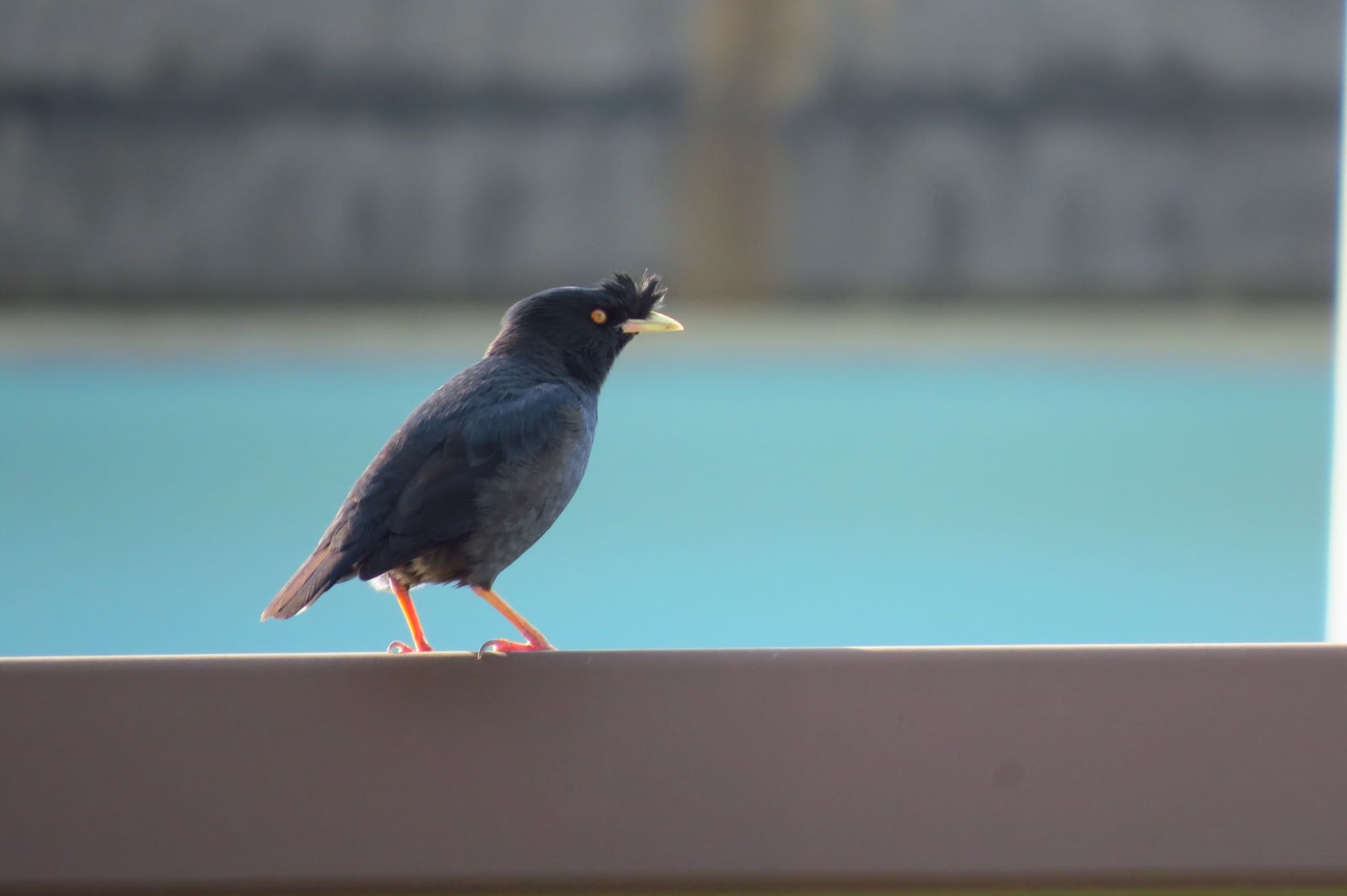 台北市立動物園 ハッカチョウの写真 by あやぱに