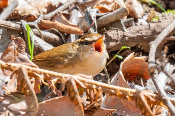 ヤブサメ 長野 2019年5月5日(日)