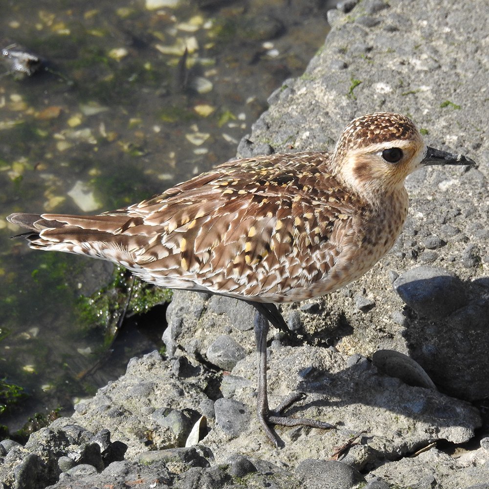 Photo of Pacific Golden Plover at Yatsu-higata by sigsan