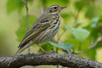 Olive-backed Pipit 東京都多摩地域 Thu, 4/25/2019