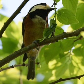 Varied Tit 福岡県 Sun, 5/5/2019