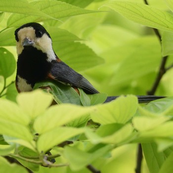 Varied Tit 福岡県 Sun, 5/5/2019