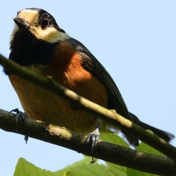 Varied Tit 福岡県 Sun, 5/5/2019