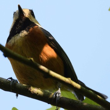 Varied Tit 福岡県 Sun, 5/5/2019