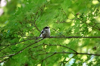 Fri, 5/4/2018 Birding report at Imperial Palace