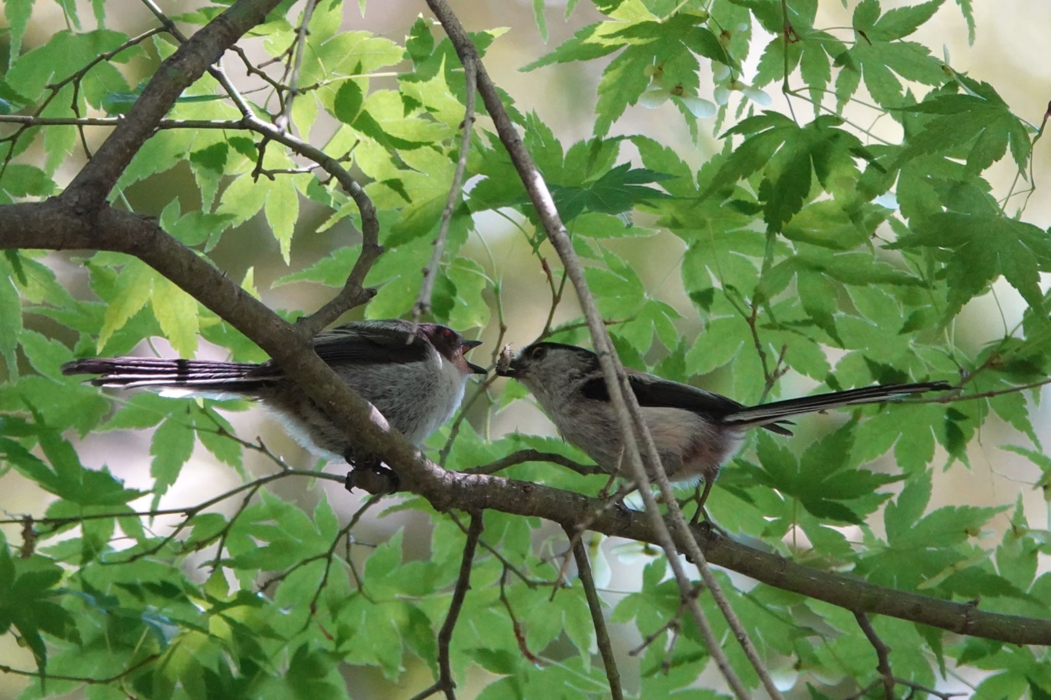 Photo of Long-tailed Tit at Imperial Palace by Hofstadter2303