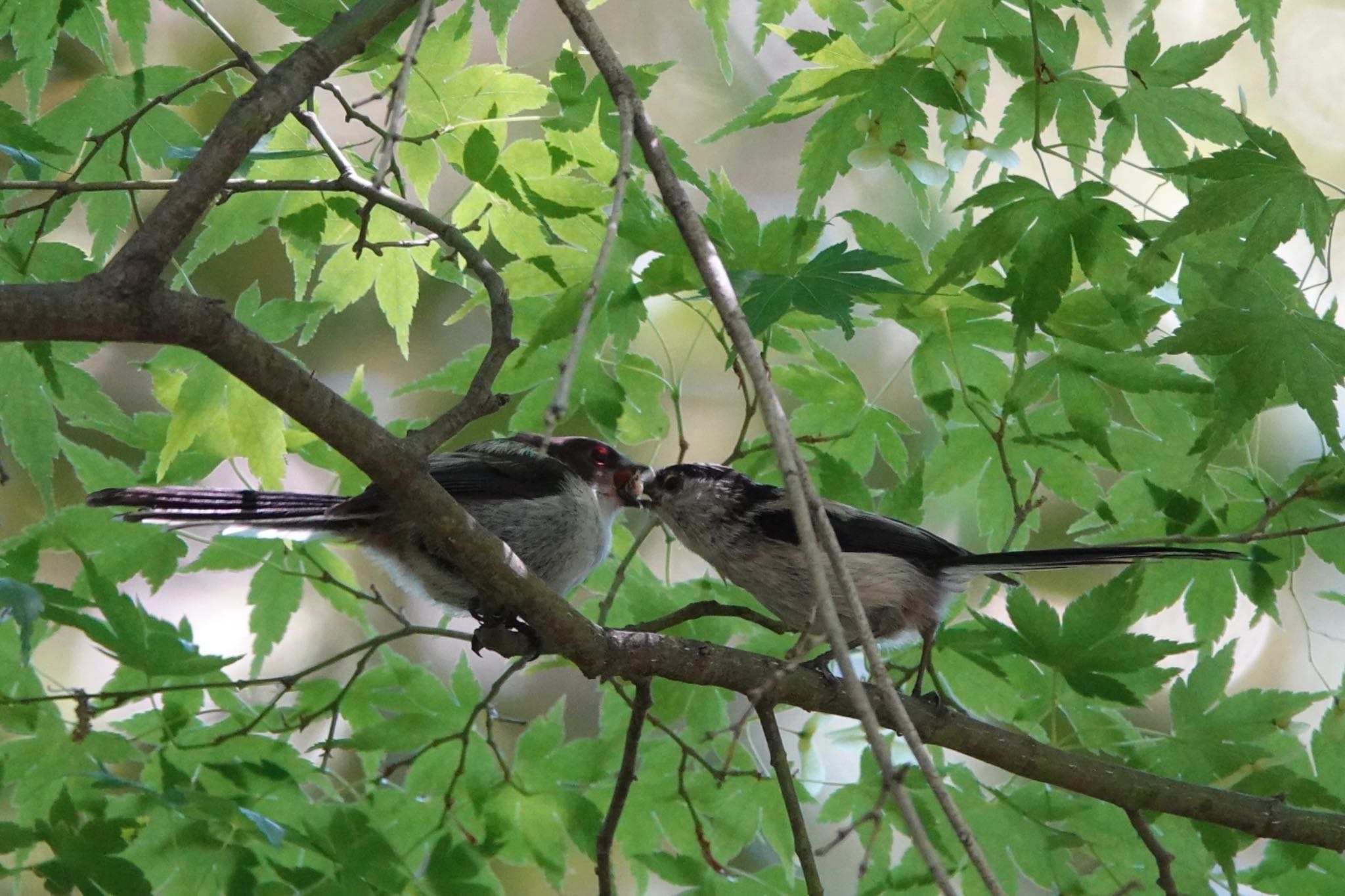 Photo of Long-tailed Tit at Imperial Palace by Hofstadter2303