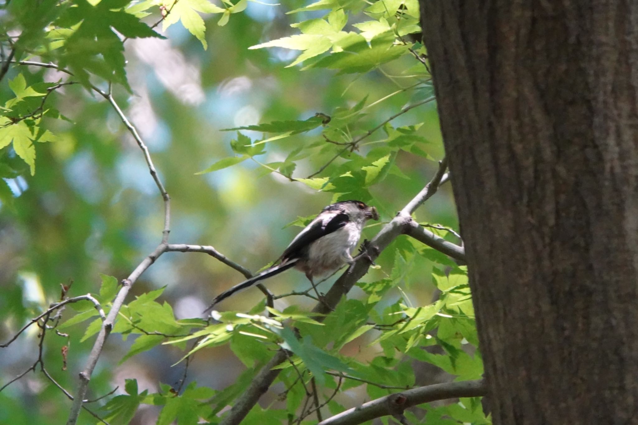 Photo of Long-tailed Tit at Imperial Palace by Hofstadter2303