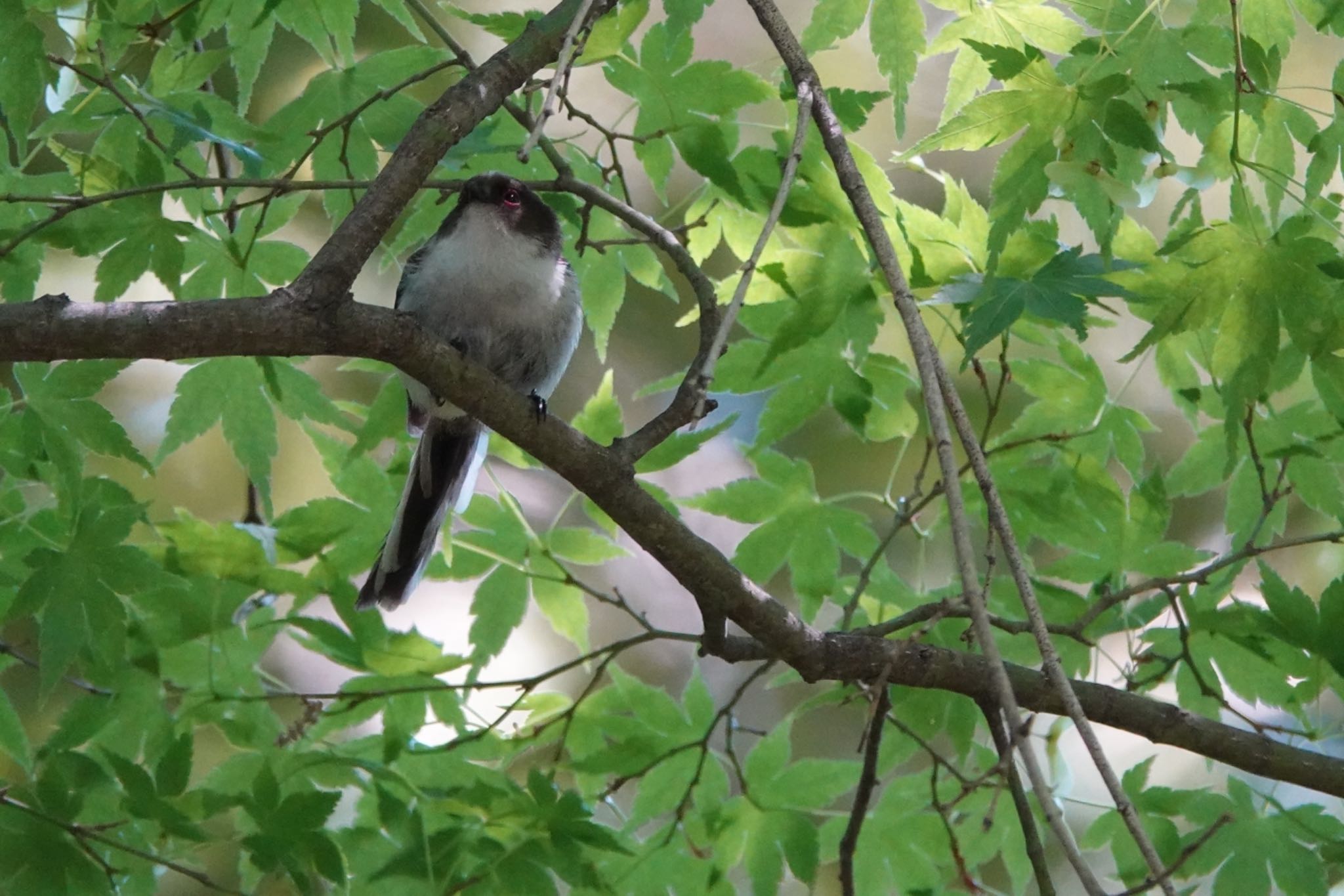 Photo of Long-tailed Tit at Imperial Palace by Hofstadter2303