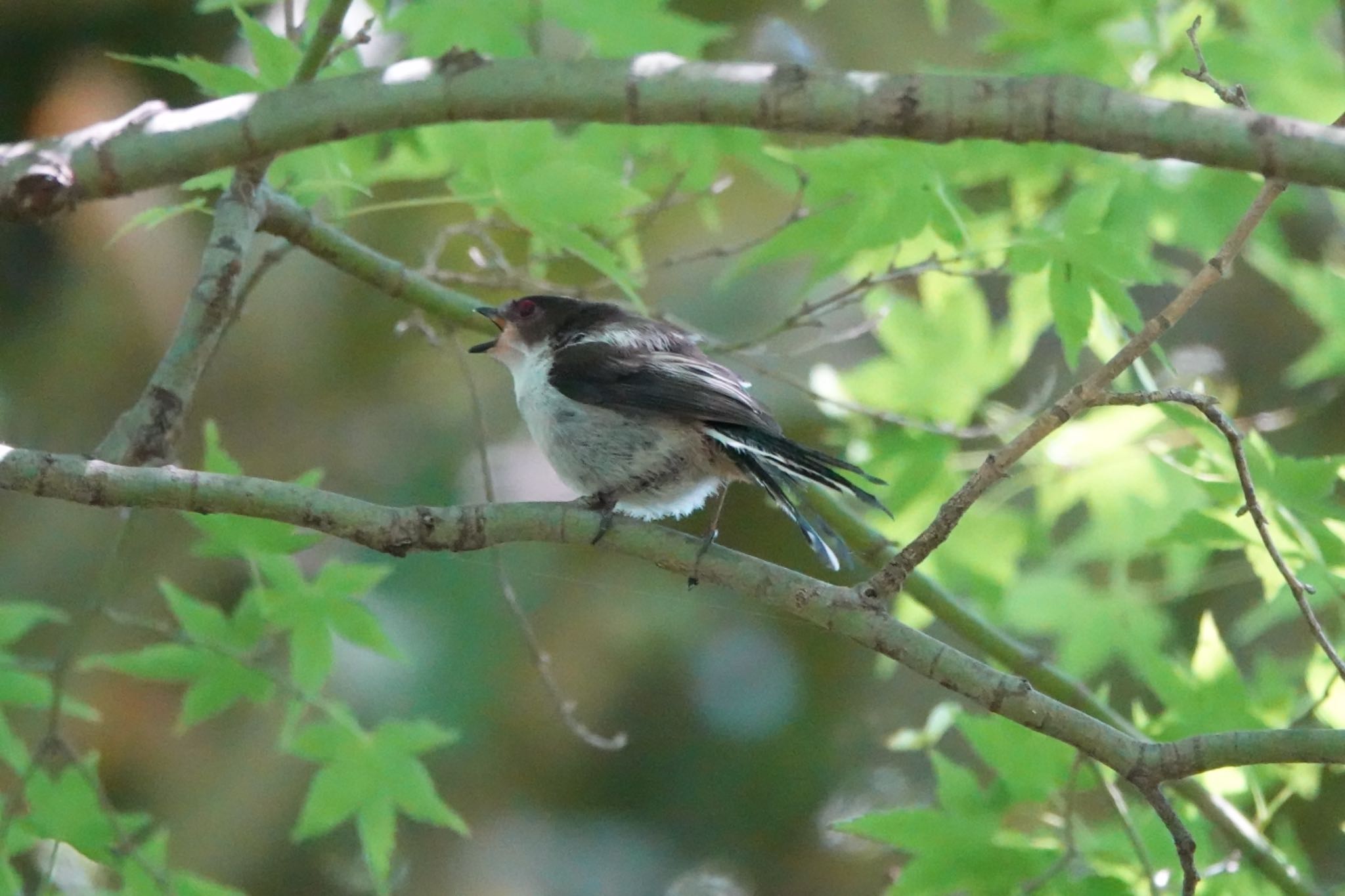 Photo of Long-tailed Tit at Imperial Palace by Hofstadter2303