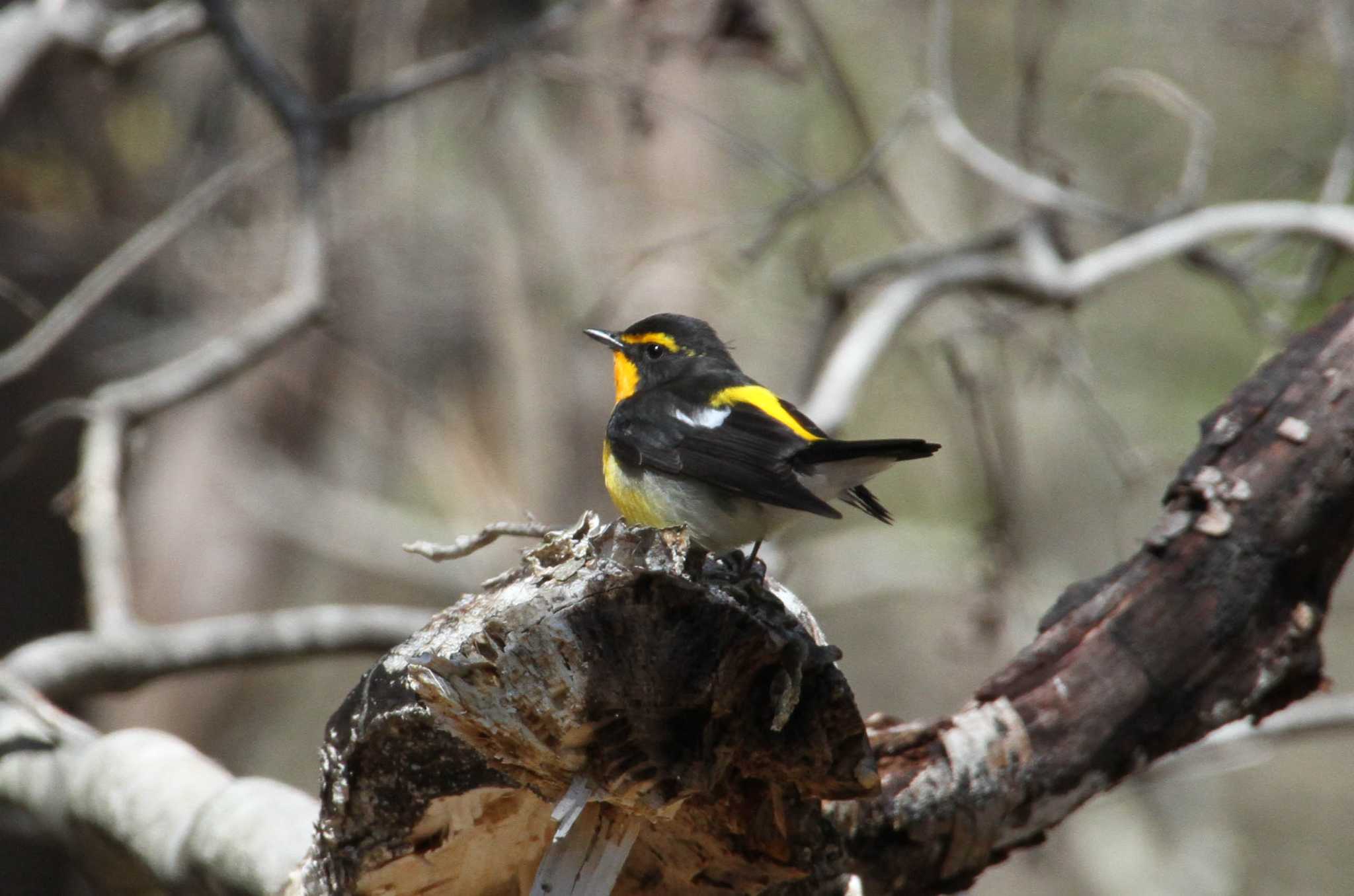 Photo of Narcissus Flycatcher at 栃木県矢板市 by Simo