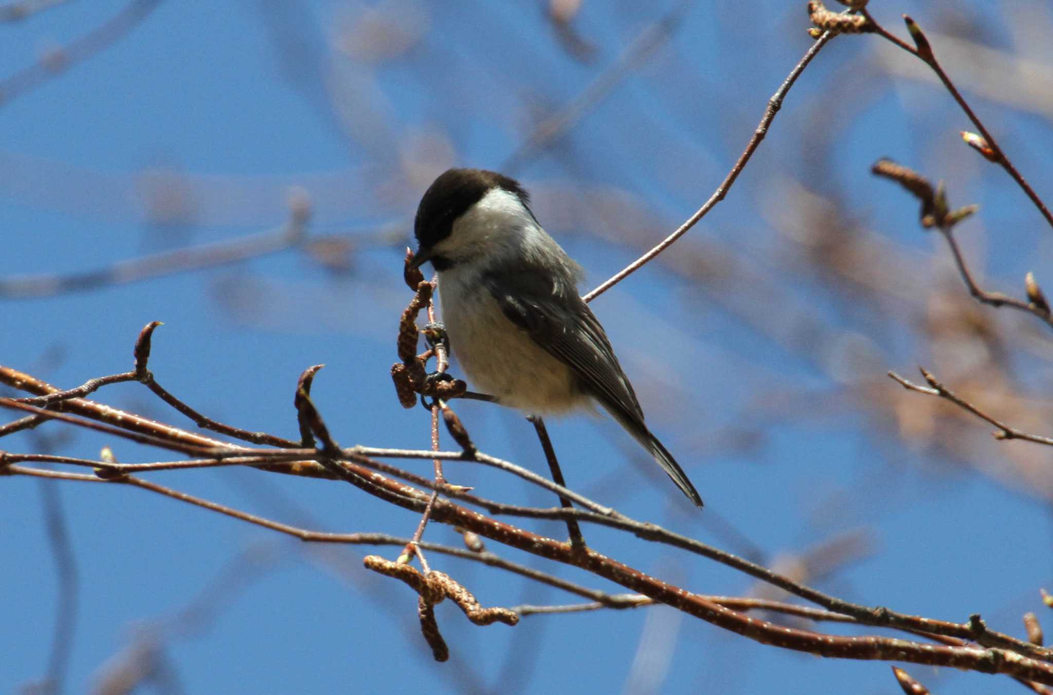 Photo of Willow Tit at 栃木県矢板市 by Simo